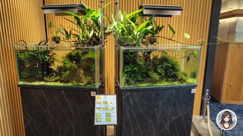 秋田空港ロイヤルスカイラウンジの水草アクアリウム